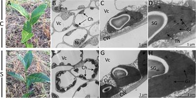 From Chloroplast Biogenesis to Chlorophyll Accumulation: The Interplay of Light and Hormones on Gene Expression in Camellia sinensis cv. Shuchazao Leaves